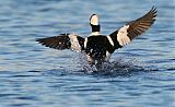 Bufflehead